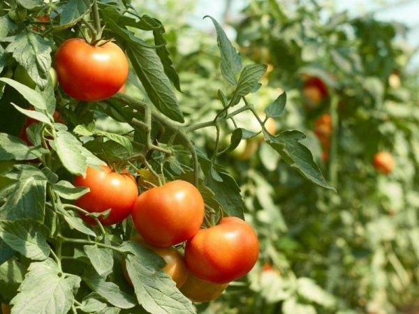 Урожайный «рекордсмен» томат сорта Ажур среди российских гибридов